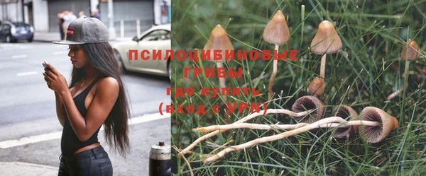 прущие грибы Няндома